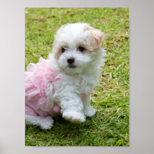 Cute Maltese Poodle Poster (Devant)