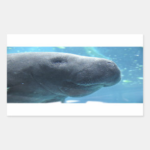 Cute Manatee Jeter un oeil sur vous Stickers