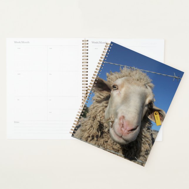 Cute Mérino Mouton Tête Animal (Devant avec enveloppe)