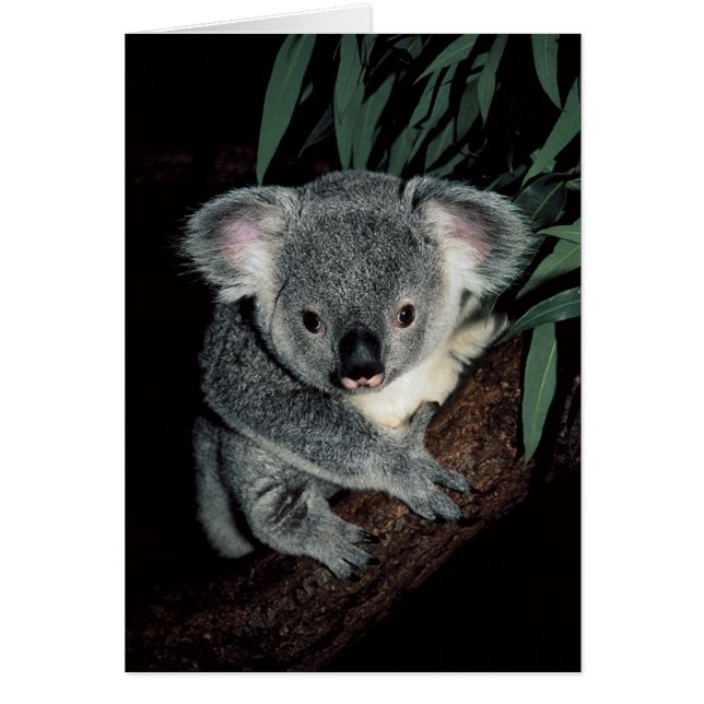 Cute Ours Koala (Devant)