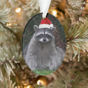 Cute Raccoon Porté Red Santa Hat Holiday