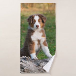 Cute Red Tri Australian Shepherd Chien Chien Chien