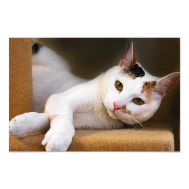 Cute Relaxant Blanc Calico Photo Chat Imprimer (Devant)
