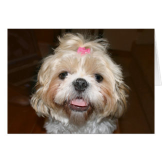 Cute Shih Tzu