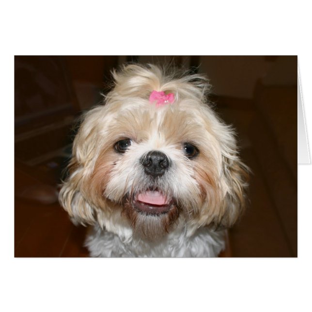 Cute Shih Tzu (Devant horizontal)