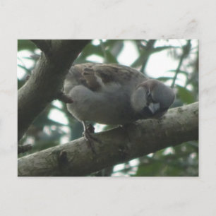 Cute Sparrow Close do-it-yourself carte postale