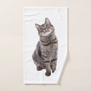 Cute tabby Cat