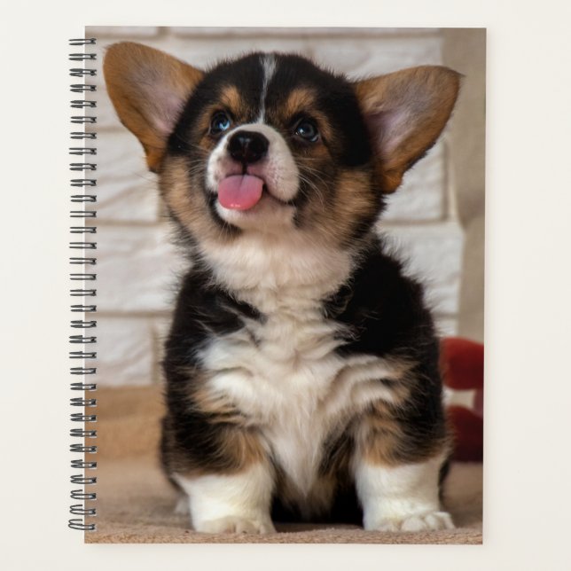 Cute Tri couleur Pembroke Welsh Corgi Chien Chien  (Devant)