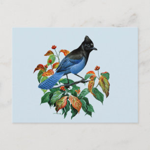 Cute Vintage Stellars Jay carte postale oiseau