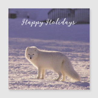 Cute White Arctic Fox neige hiver Photographie