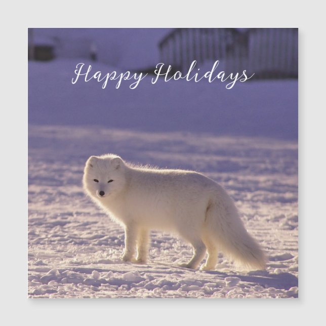 Cute White Arctic Fox neige hiver Photographie (Devant)