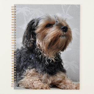 Cute Yorkie Yorkshire Terrier bronzage 