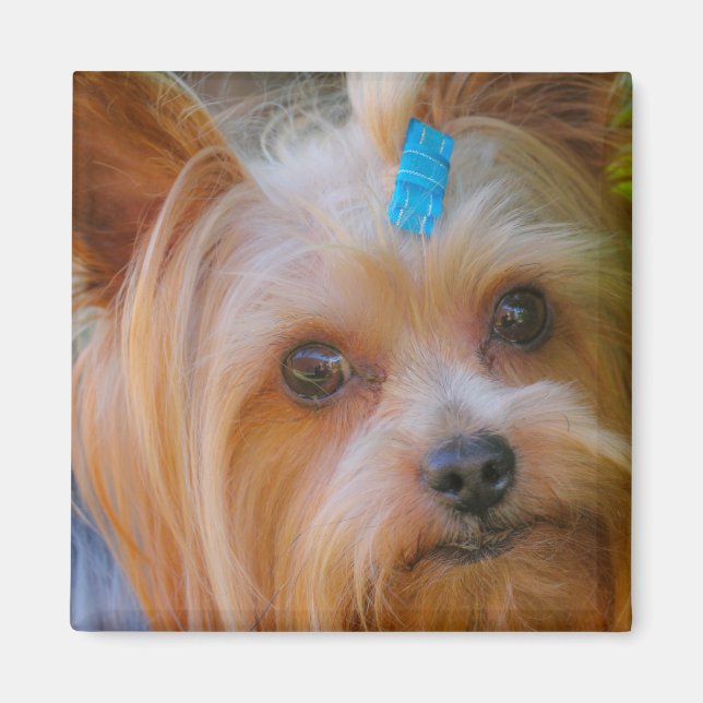 Cute Yorkshire Terrier Dog Head Magnet (Devant)