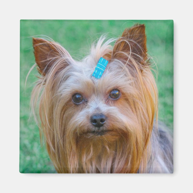 Cute Yorkshire Terrier Dog Head Magnet (Devant)