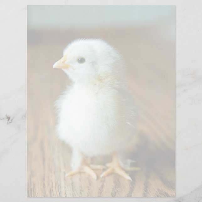 Cutest Baby Animals | Baby Chick (Devant)