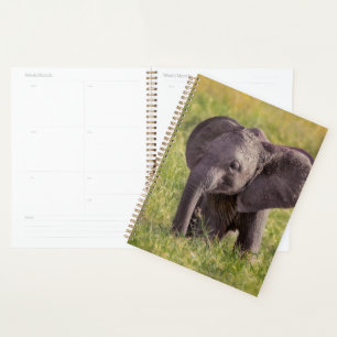 Cutest Baby Animals Baby Elephant Kenya Africa