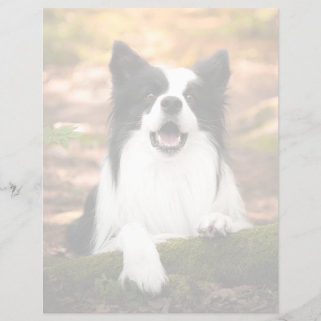 Cutest Baby Animals | Black and White Border Colli (Devant)