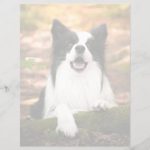 Cutest Baby Animals   Black and White Border Colli