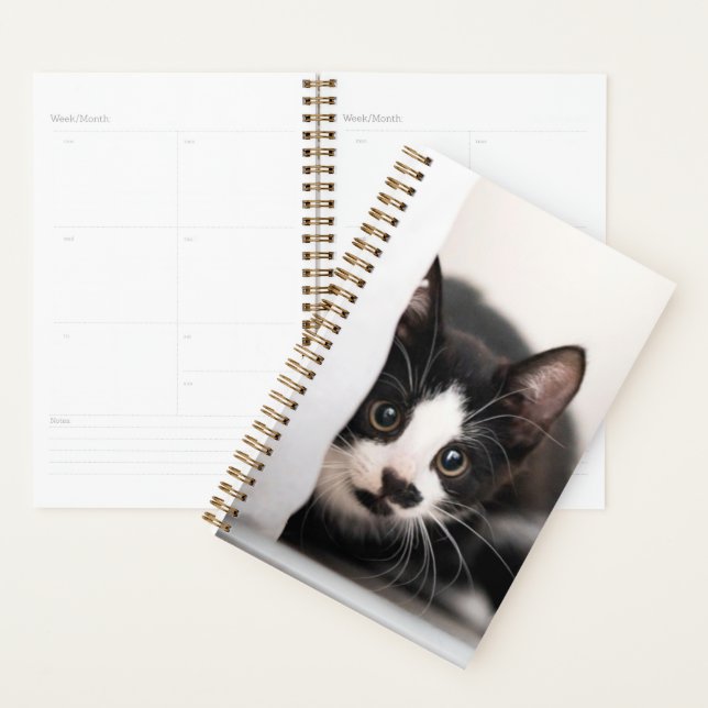 Cutest Baby Animals | Black & White Kitten (Devant avec enveloppe)