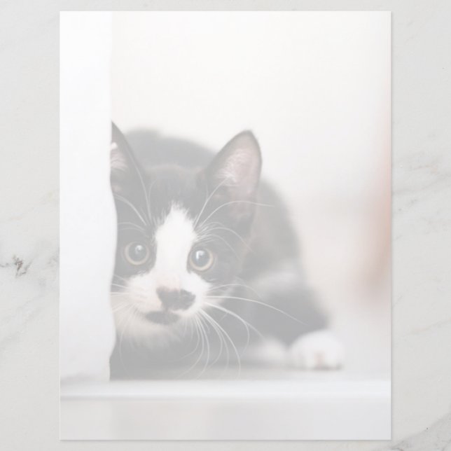 Cutest Baby Animals | Black & White Kitten (Devant)