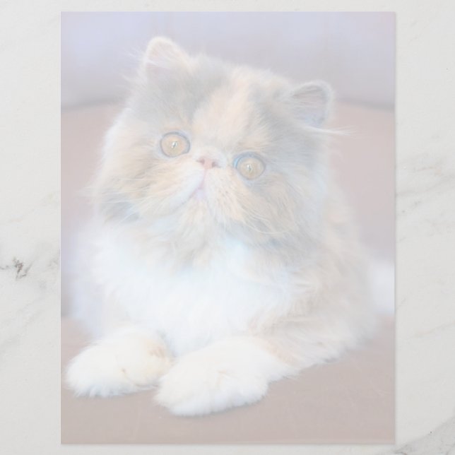 Cutest Baby Animals | Calico Persian Kitten (Devant)