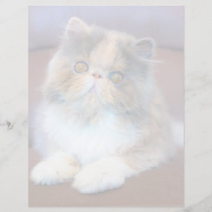 Cutest Baby Animals Calico Persian Kitten