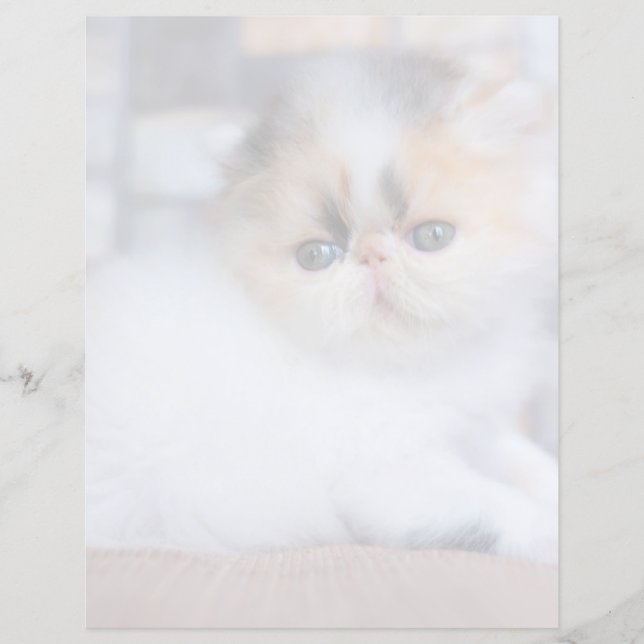 Cutest Baby Animals | Calico Persian Kitten (Devant)