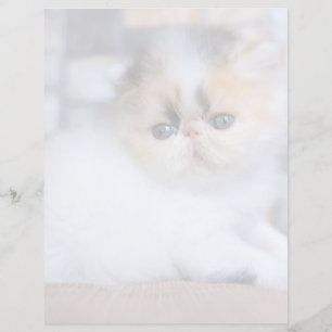 Cutest Baby Animals Calico Persian Kitten