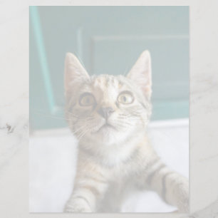 Cutest Baby Animals   Cute Tabby Kitten