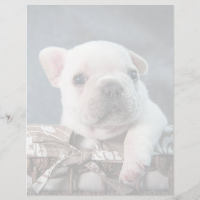 Cutest Baby Animals | French Bulldog (Devant)