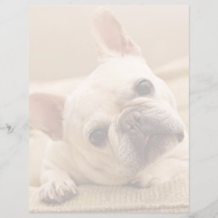 Cutest Baby Animals French Bulldog Head Tilt