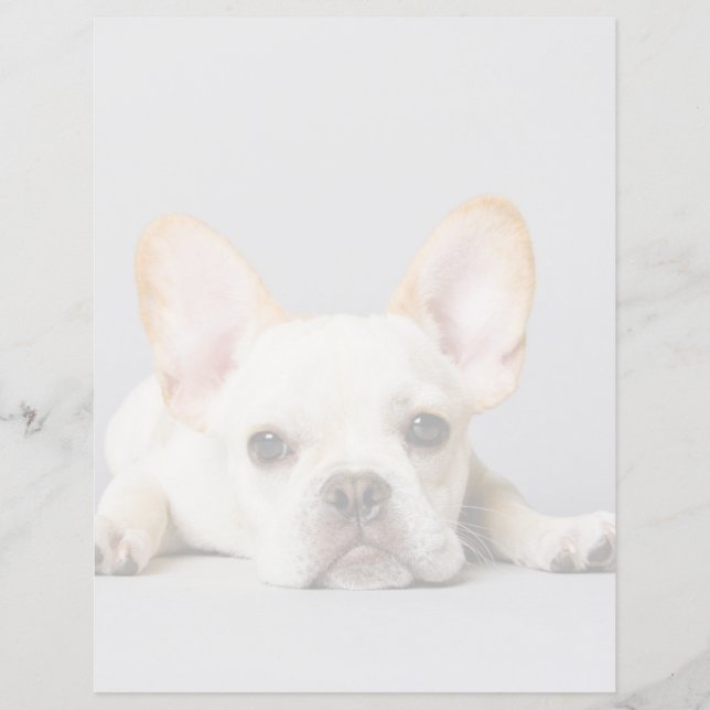 Cutest Baby Animals | French Bulldog Lying Down (Devant)