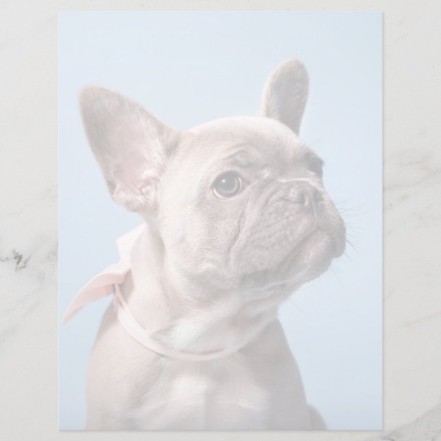 Cutest Baby Animals | French Bulldog Pink Bow (Devant)