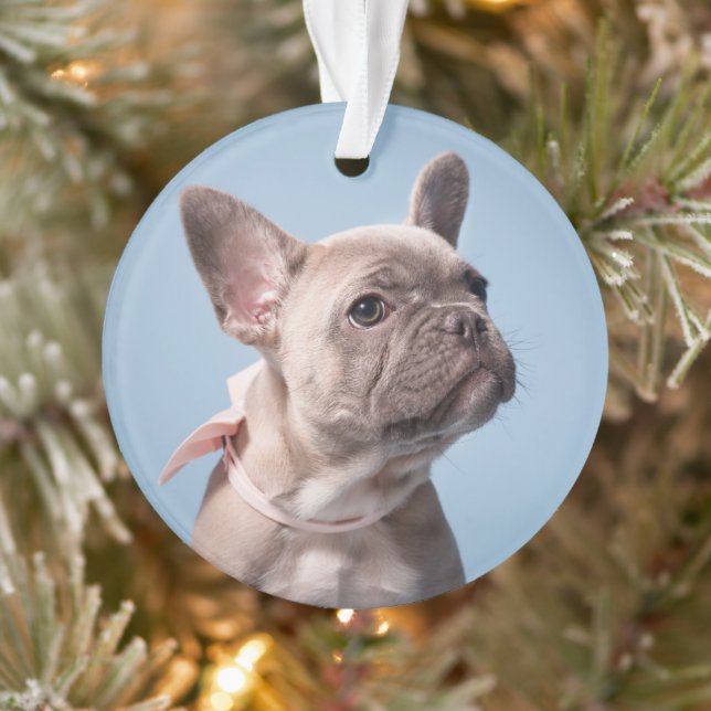 Cutest Baby Animals | French Bulldog Pink Bow (Arbre)