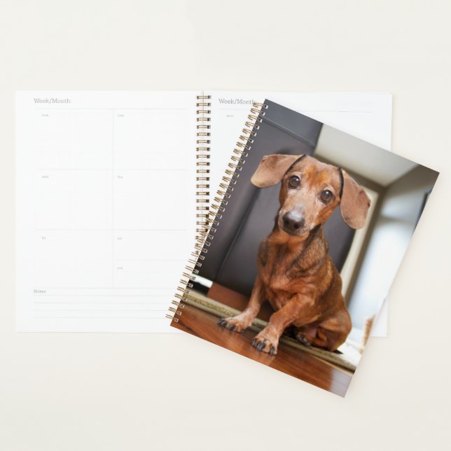 Cutest Baby Animals | Mini Dachshund Puppy (Devant avec enveloppe)