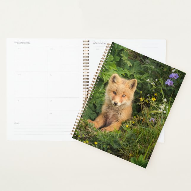Cutest Baby Animals | Red Fox at Umnak Alaska (Devant avec enveloppe)