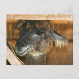 Cutey Llama Farm Animal Nature Photo Carte postale