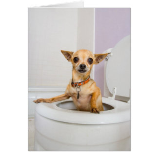 Cuvette des toilettes (l'eau a été vidangée)