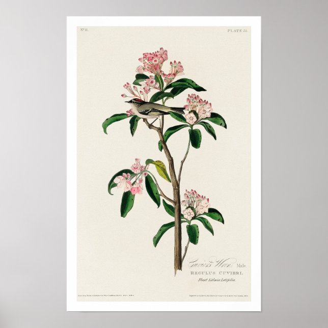 Cuvier's Kinglet par Audubon Poster (Devant)