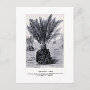 Cycad fossile dans la carte postale d'art floral