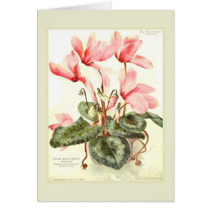 Cyclamen