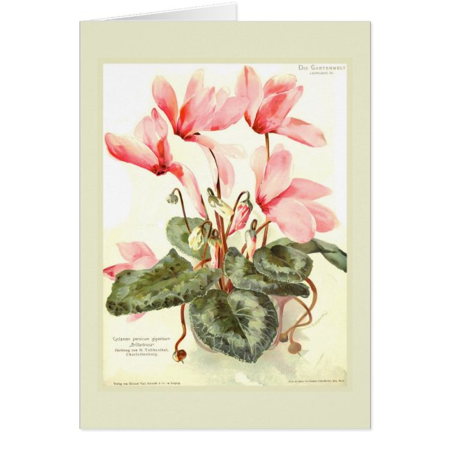 Cyclamen (Devant)