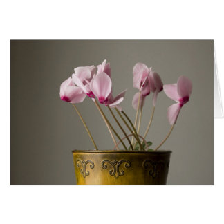 Cyclamen Plante