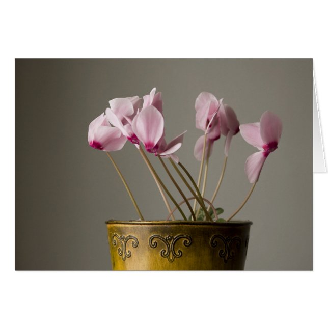Cyclamen Plante (Devant horizontal)