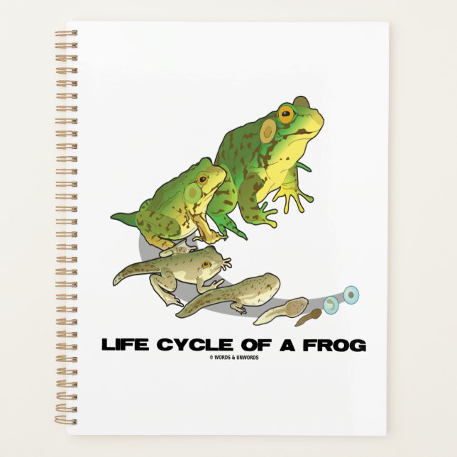 Cycle De Vie D'Une Grenouille, De L'Oeuf Au Tadpol (Devant)