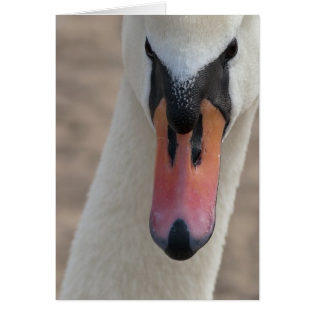 Cygne (Devant)