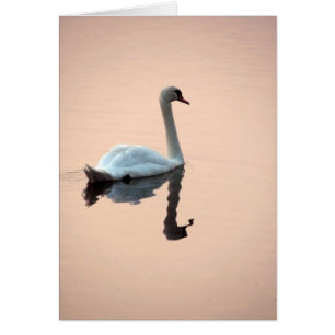 Cygne à la carte de coucher du soleil