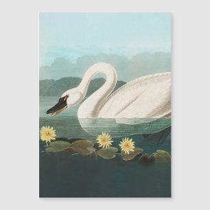cygne audubon cygnes d'eau blanche