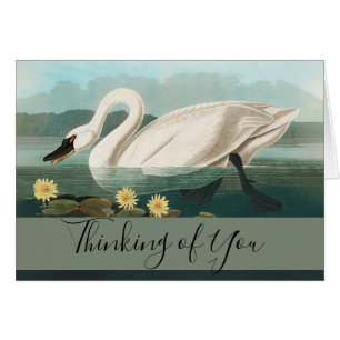 cygne audubon cygnes d'eau blanche