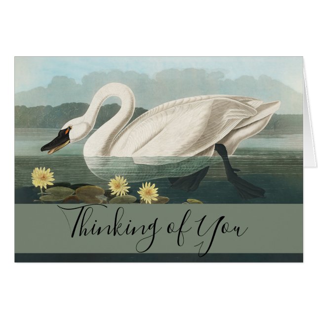 cygne audubon cygnes d'eau blanche (Devant horizontal)